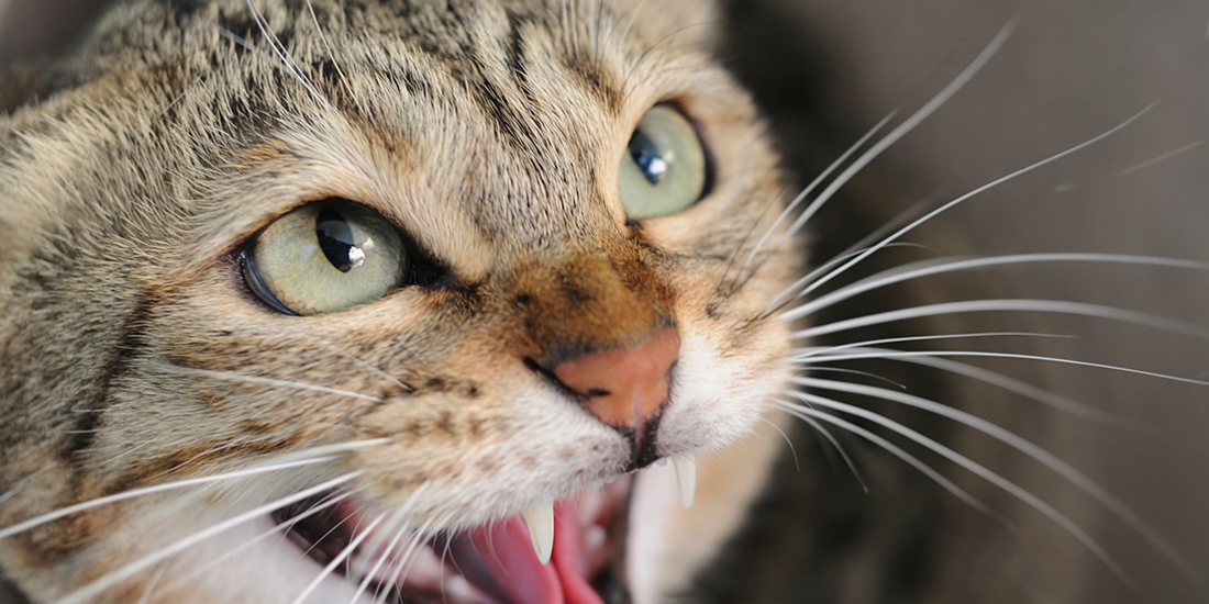 Is Your Cat Stressed?