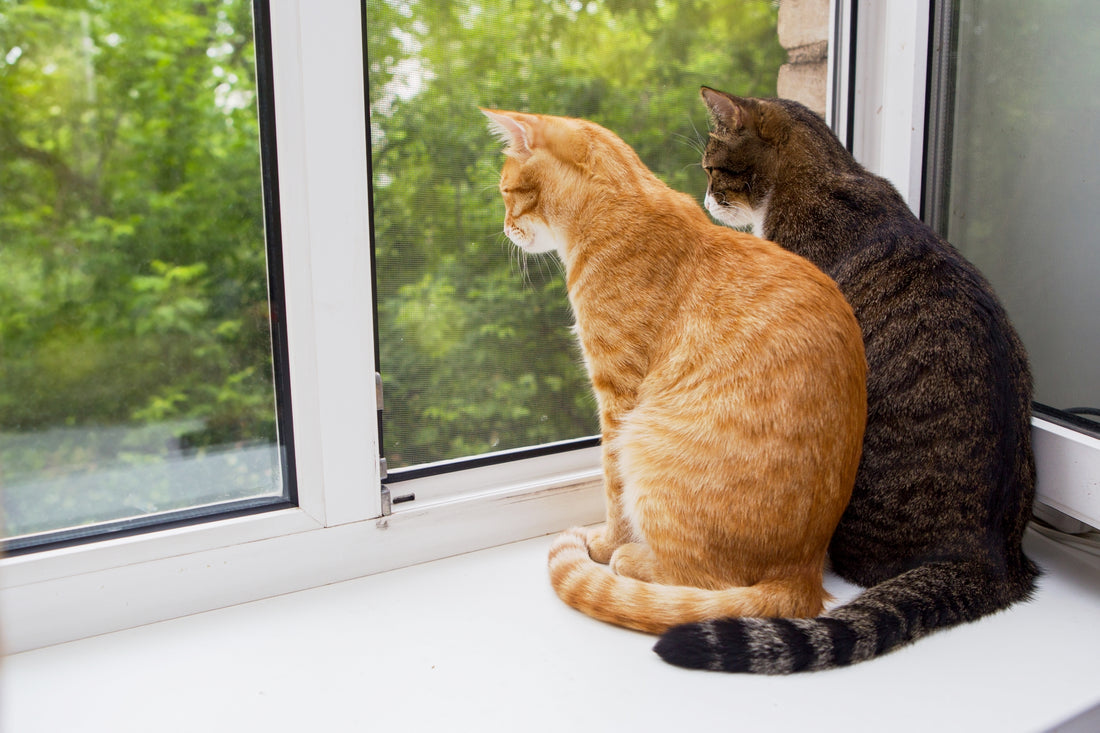 People promote keeping your cat inside permanently - We don’t think so!!